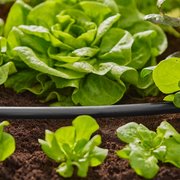 Шланг магістральний Gardena Micro-Drip-System 13 мм, 50 м (01347-20)