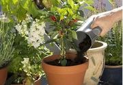 Комплект садових інструментів Gardena Classic Ergo з ковшем (08966-30.000.00)
