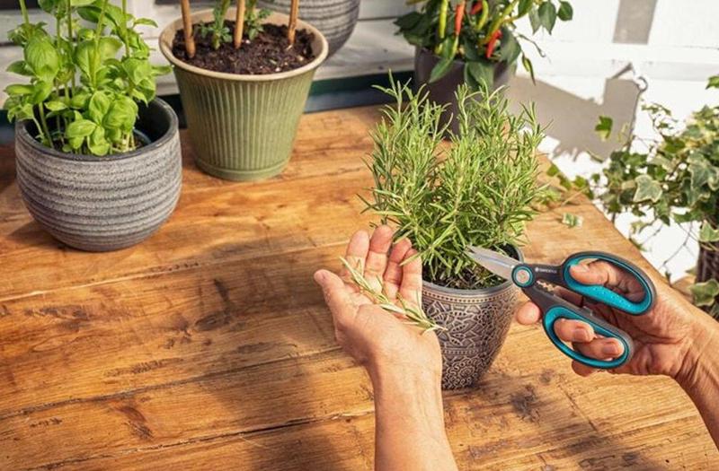 Ножиці для трав і квітів Gardena HerbCut с кобурою (12214-36.000.00)