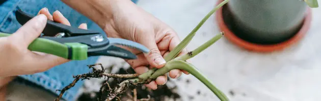 Інструмент для ідеальних зрізів, що змінить ваш підхід до догляду за садом